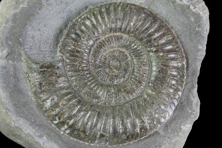 Dactylioceras Ammonite Fossil - England #84916
